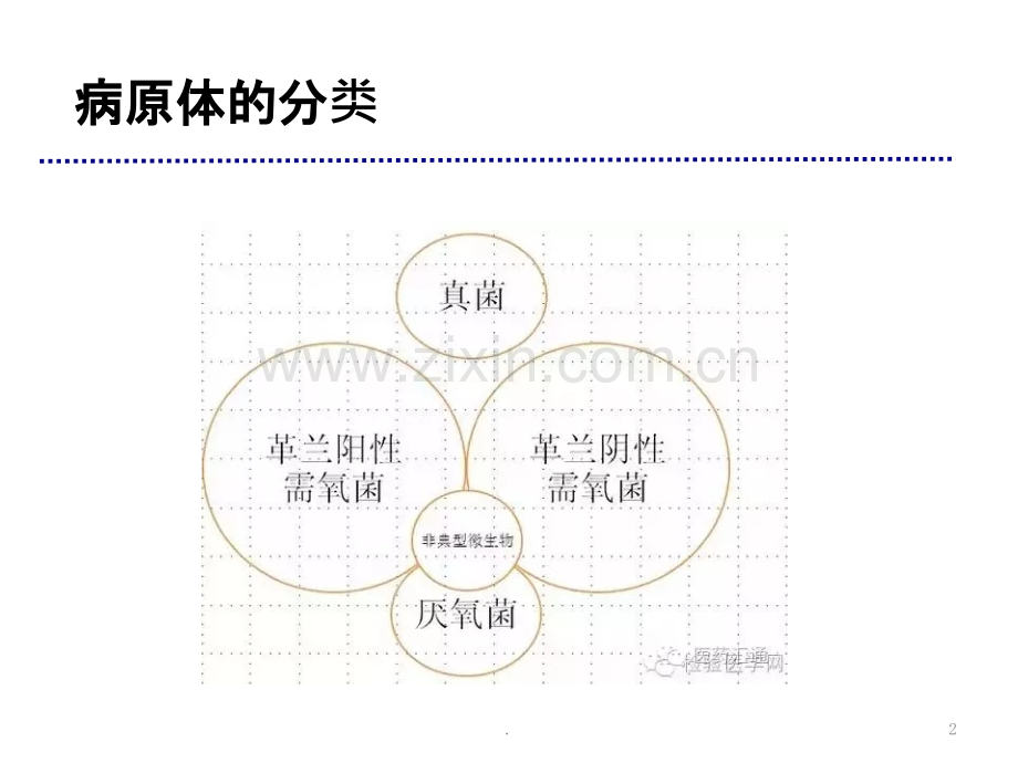 常用抗菌药物抗菌谱解析.pptx_第2页