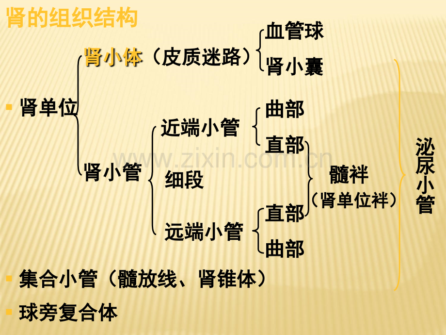 组织学与胚胎学.ppt_第2页