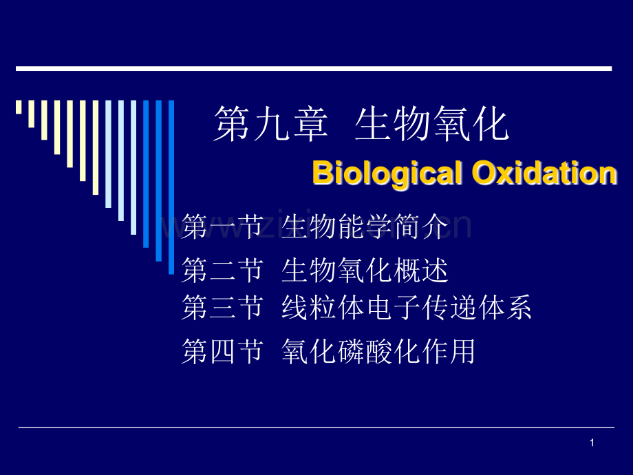 生物氧化和氧化磷酸化.ppt_第1页