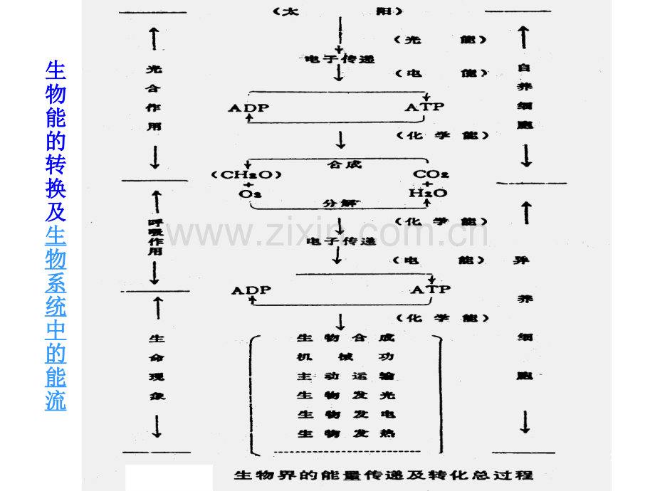 生物氧化和氧化磷酸化.ppt_第3页