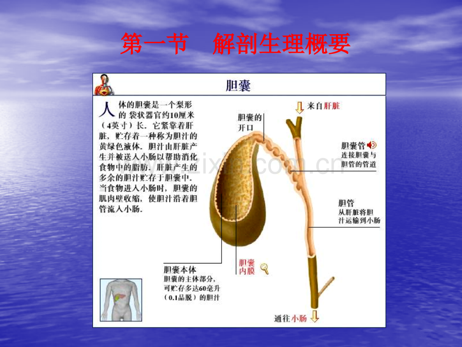 2019精选医学胆道疾病病人的护理..ppt_第2页