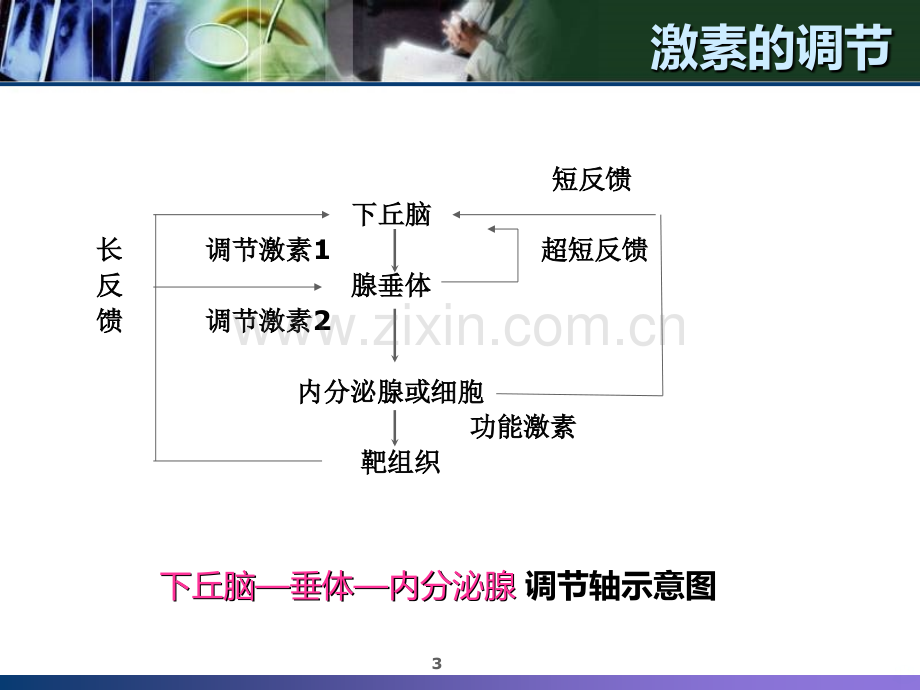 甲状腺相关激素检测.ppt_第3页