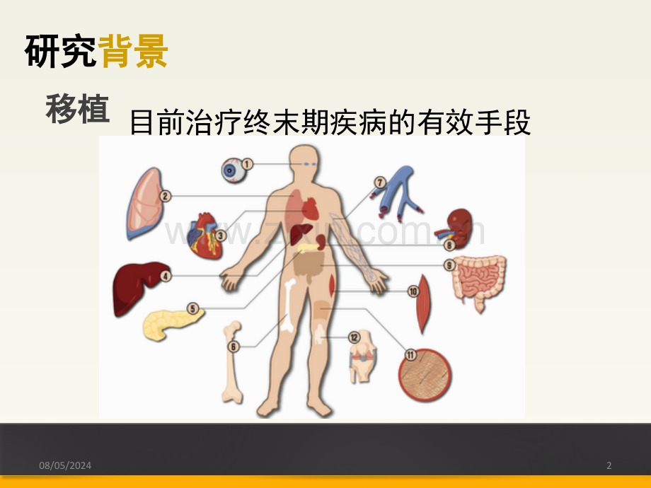 间充质干细胞在移植免疫中的应用.ppt_第2页