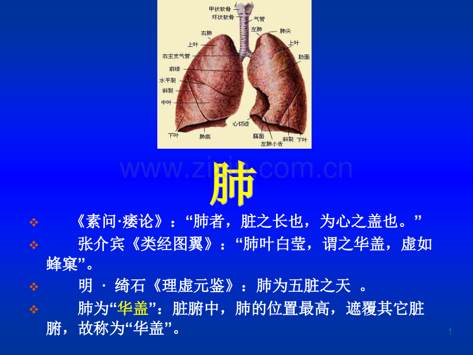 脏象五脏肺汇总.ppt_第1页