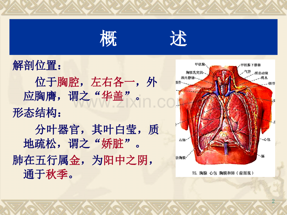 脏象五脏肺汇总.ppt_第2页