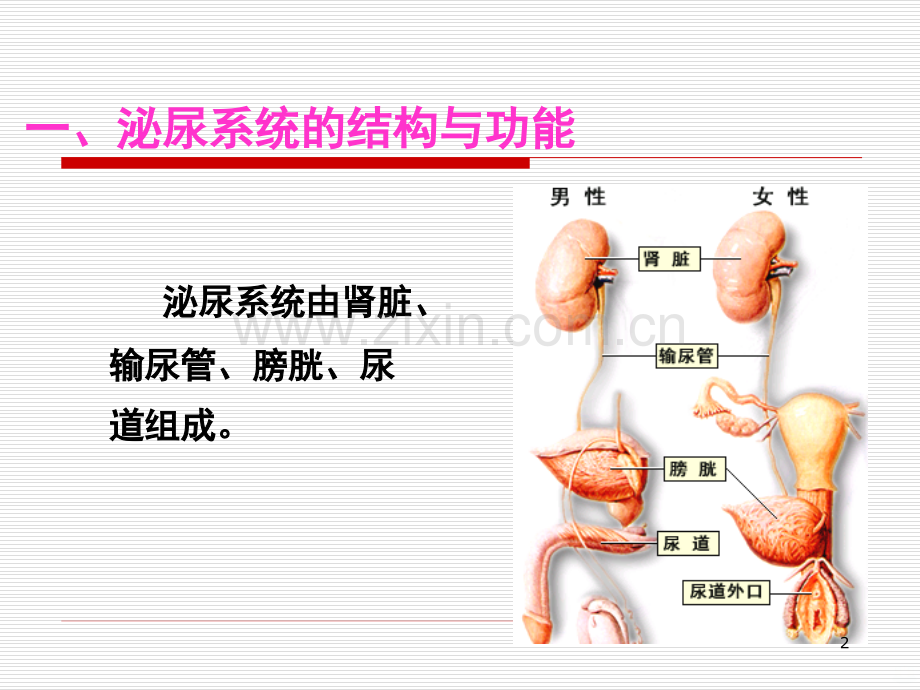 基础护理学之排尿护理.ppt_第2页