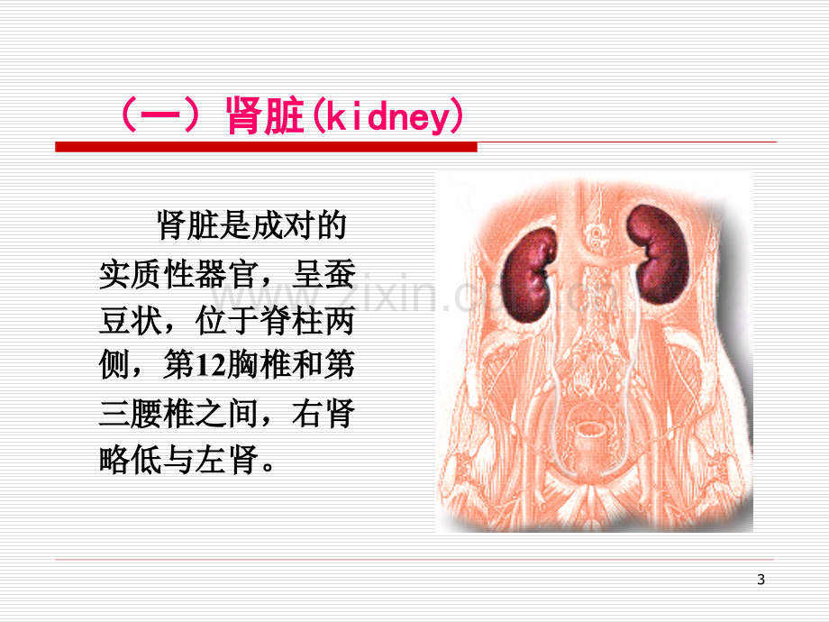 基础护理学之排尿护理.ppt_第3页