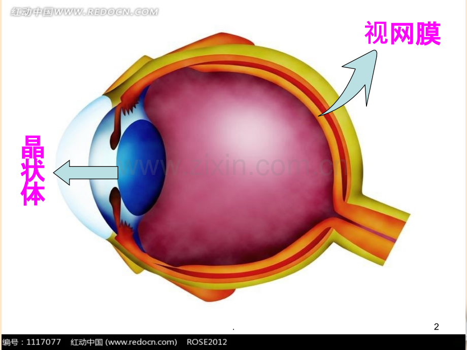 近视眼与远视眼.ppt_第2页