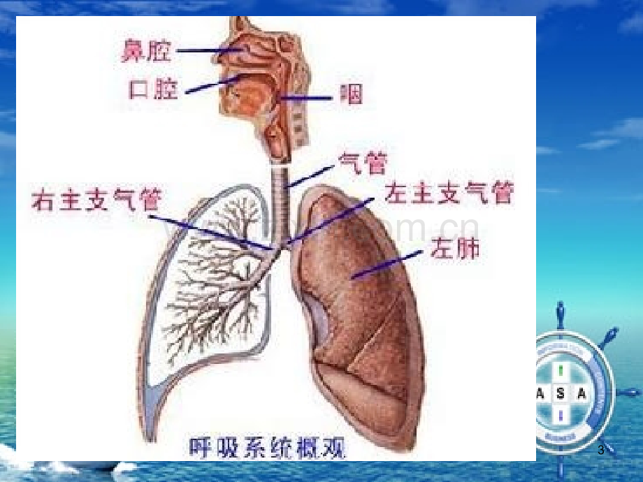 二月份COPD健康教育.ppt_第3页