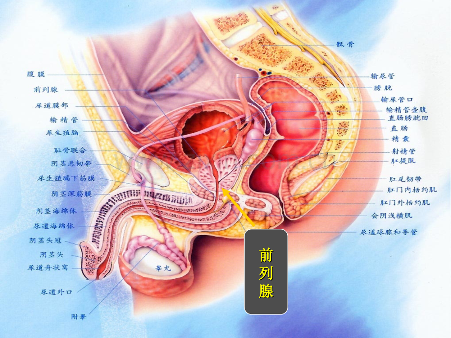 前列腺增生症的治疗和预防演示课件.ppt_第1页