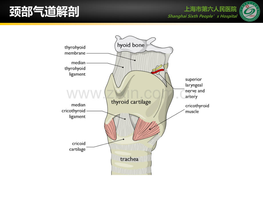 超声在气道管理中的应用.ppt_第2页