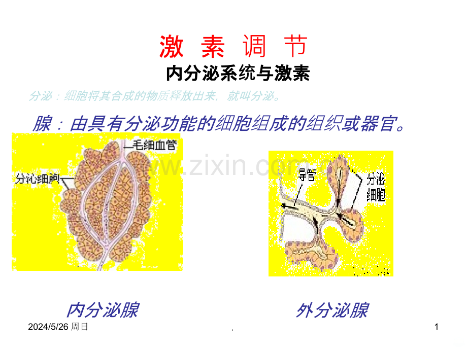 激素调节全面版.ppt_第1页