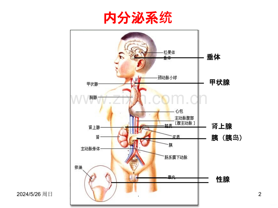 激素调节全面版.ppt_第2页