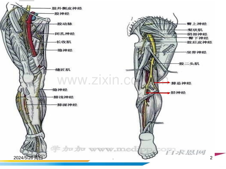 下肢骨折可能损伤的神经.ppt_第2页