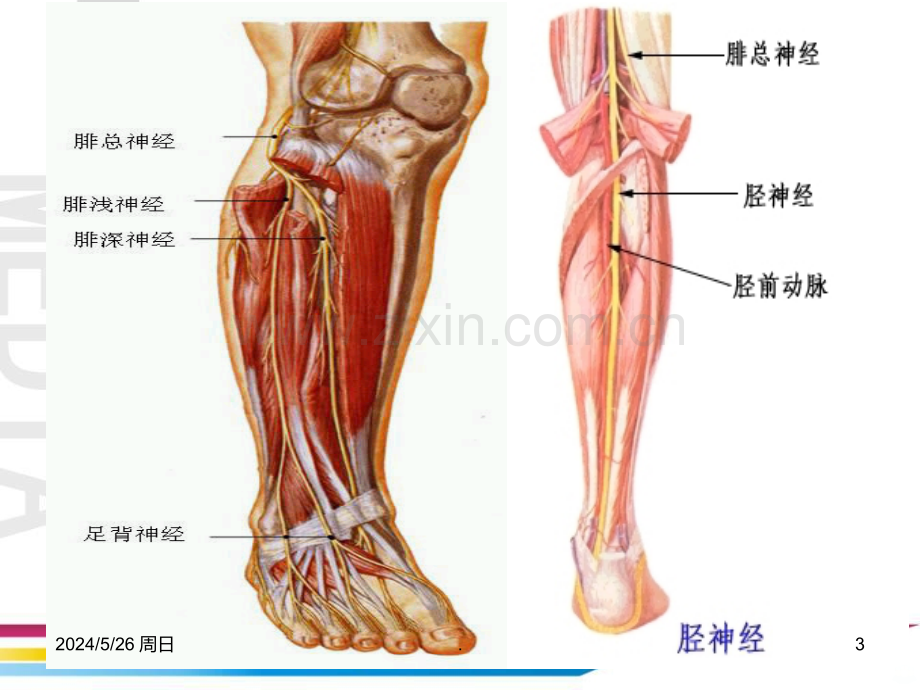 下肢骨折可能损伤的神经.ppt_第3页