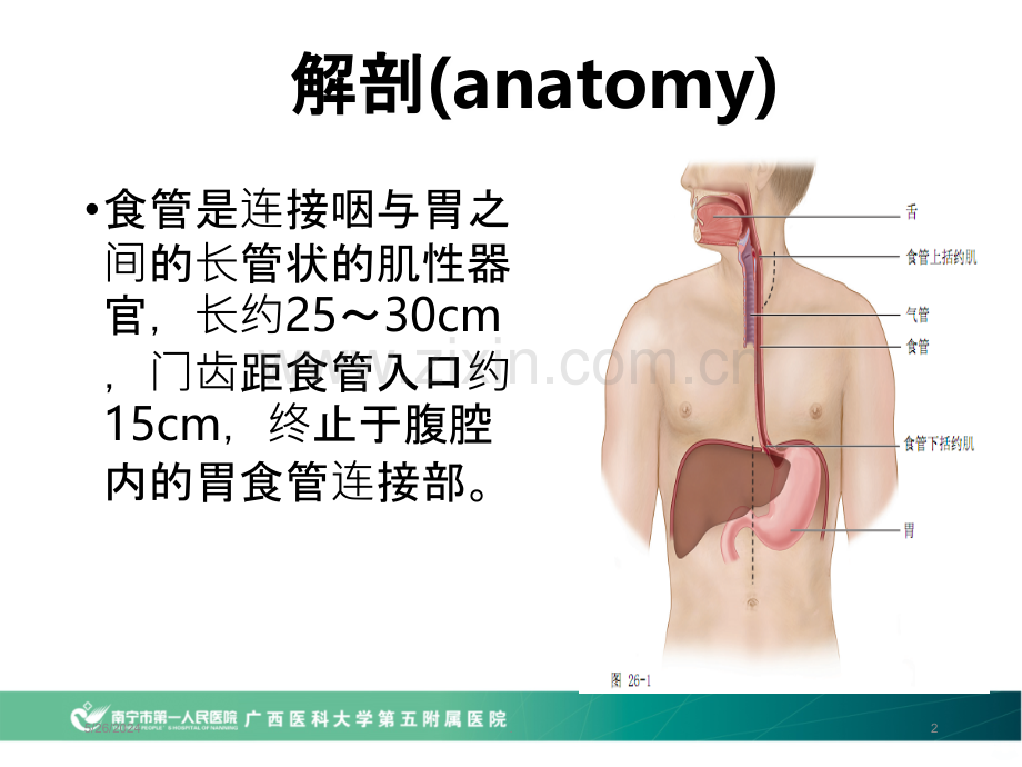 食管平滑肌瘤--张迎春.ppt_第2页