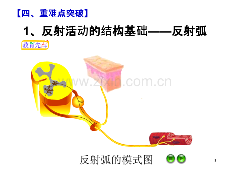 第二章-动物和人体生命活动的调节-复习.ppt_第3页