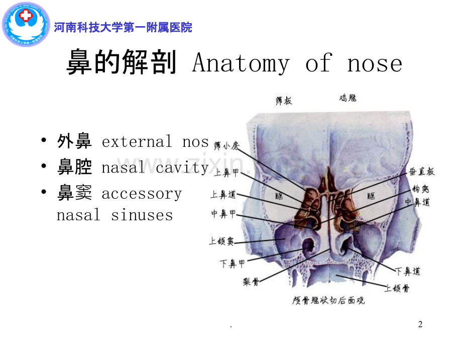 鼻及鼻窦解剖课件.ppt_第2页