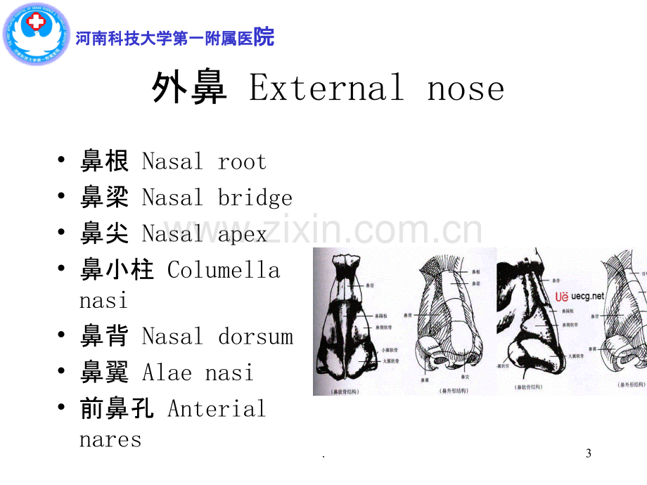 鼻及鼻窦解剖课件.ppt_第3页