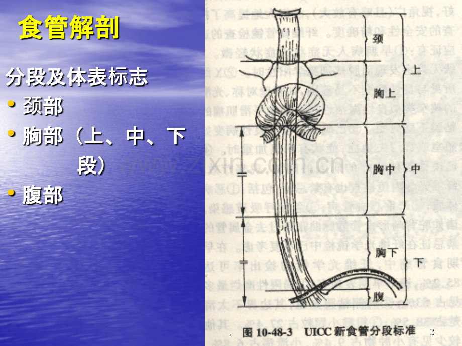 食管癌实习生讲课.ppt_第3页