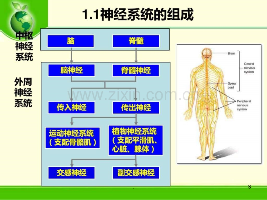 王玉-环境化合物的神经毒性及其评价方法ppt课件.ppt_第3页