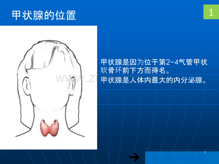 甲状腺疾病与治疗ppt课件.ppt_第2页