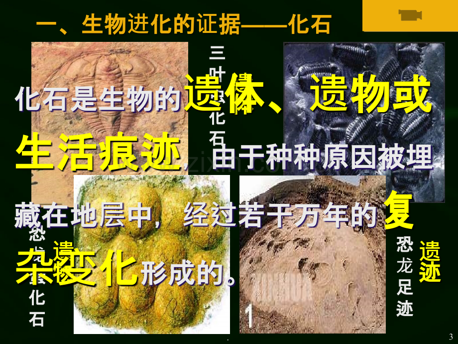 第二节--生物进化的历程.ppt_第3页