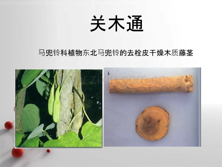 药用植物学-茎.ppt_第2页