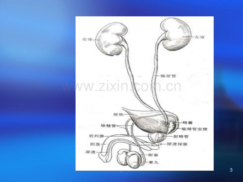 泌尿系损伤病人的护理-.ppt_第3页