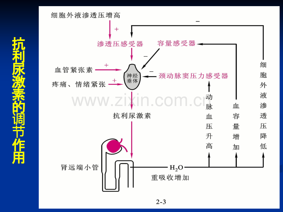 病理生理：水、电解质代谢紊乱.ppt_第3页