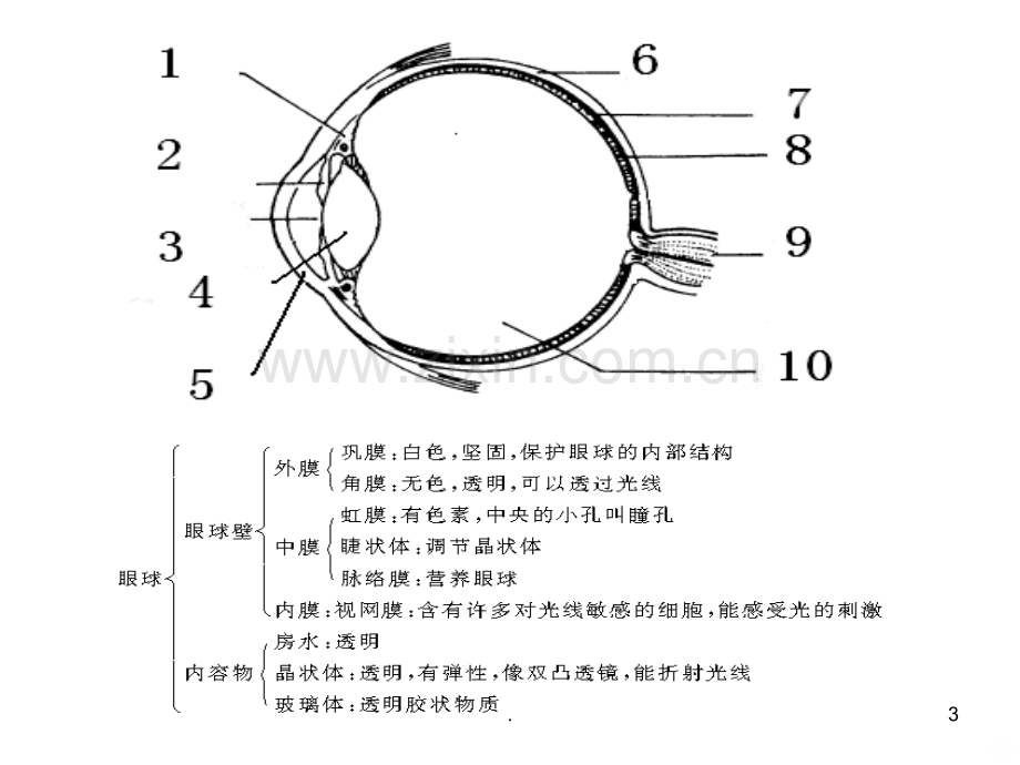 眼球的结构和视觉的形成.ppt_第3页