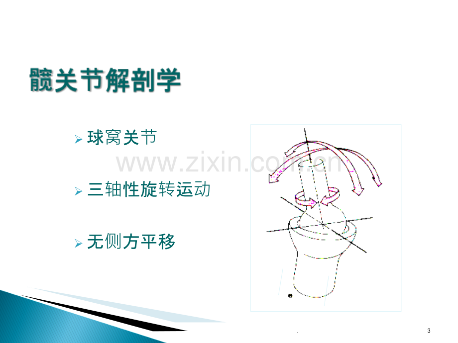 髋关节解剖学.ppt_第3页