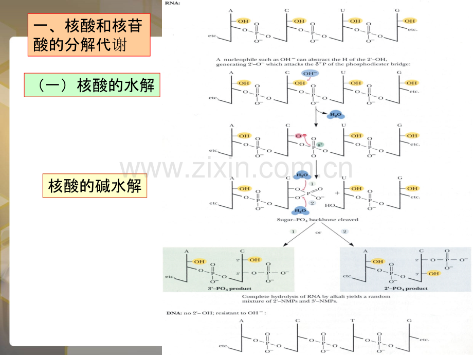 王镜岩-生物化学-经典-核苷酸代谢及代谢调控.ppt_第2页