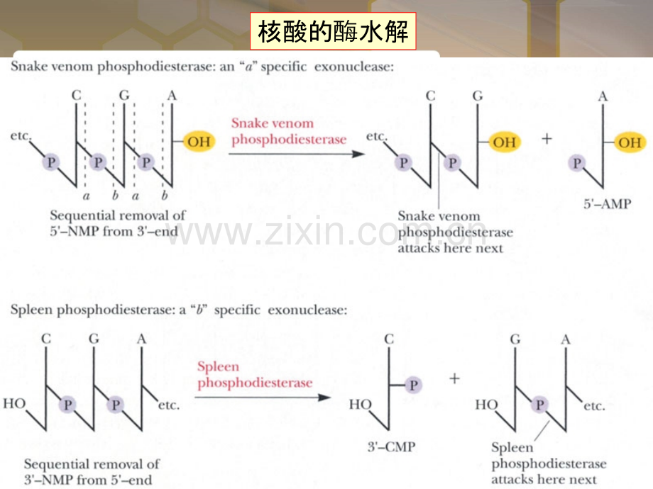 王镜岩-生物化学-经典-核苷酸代谢及代谢调控.ppt_第3页