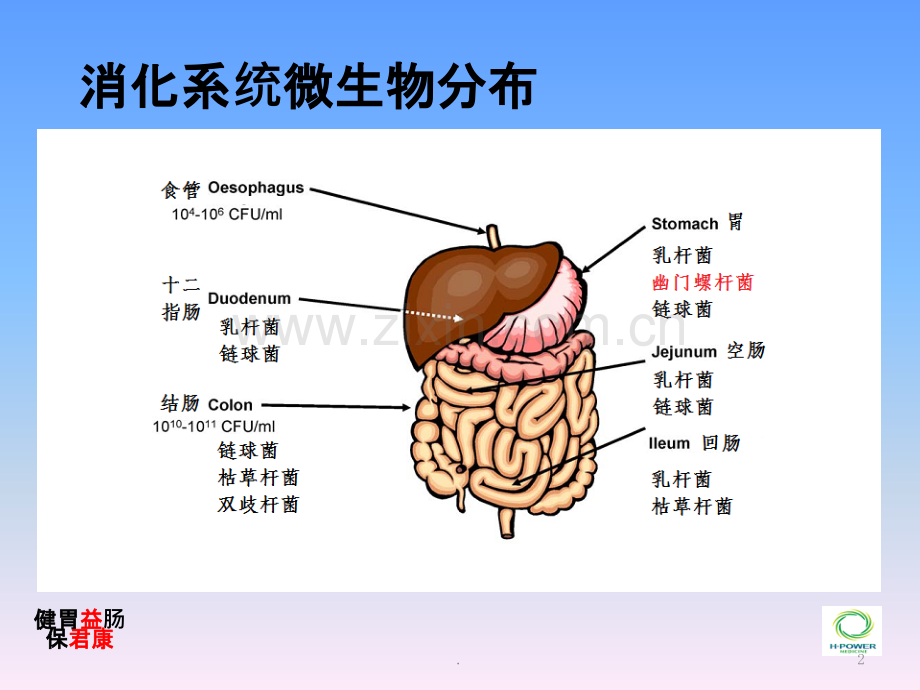 益菌康复方嗜酸乳杆菌片课件.ppt_第2页