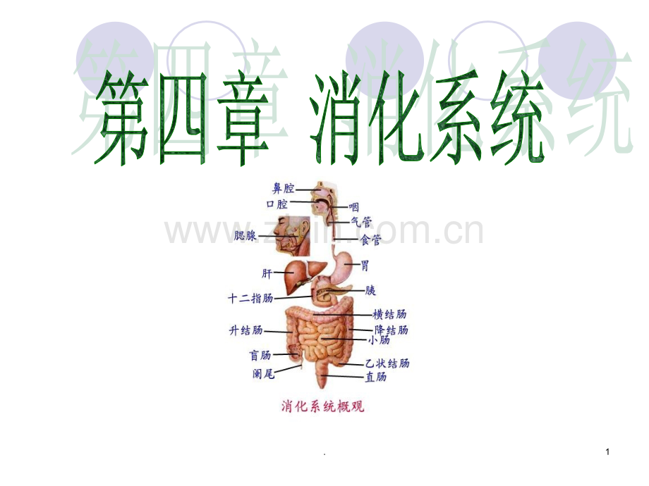 消化系统ppt.ppt_第1页