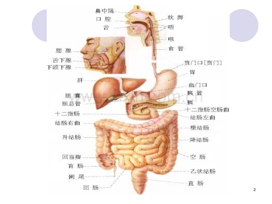 消化系统ppt.ppt_第2页