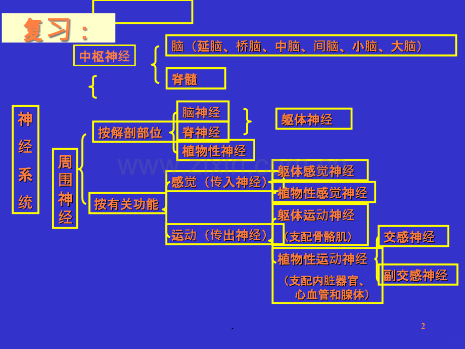 神经生理ppt课件.ppt_第2页