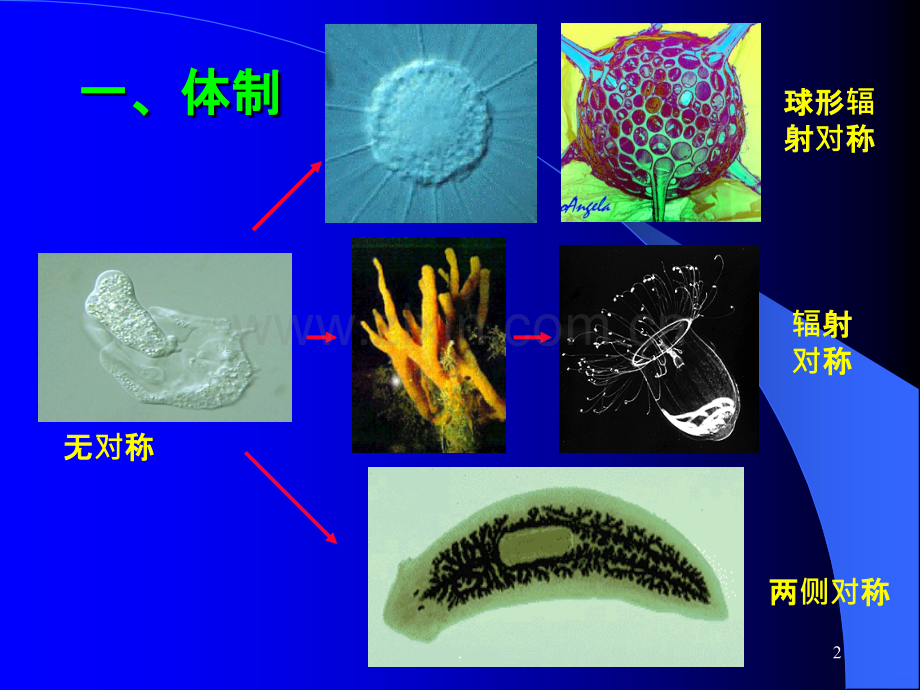 无脊椎动物演化ppt课件.ppt_第2页