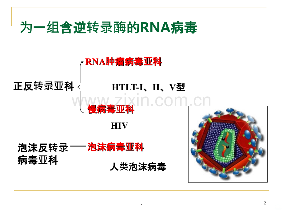 HIV与狂犬病毒知识.ppt_第2页