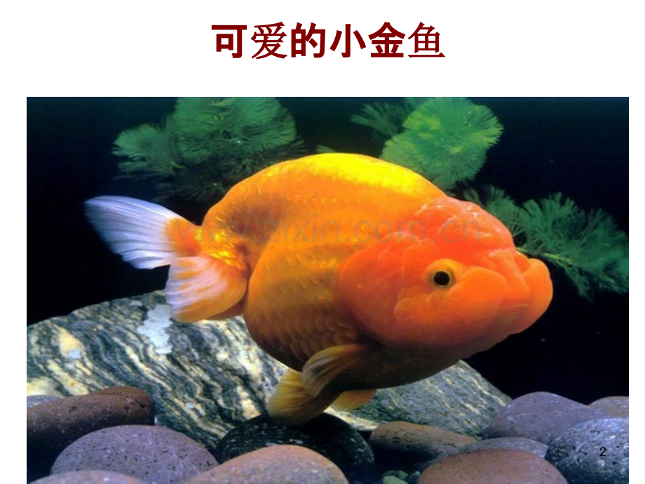 写一种动物——小金鱼作文.ppt_第2页