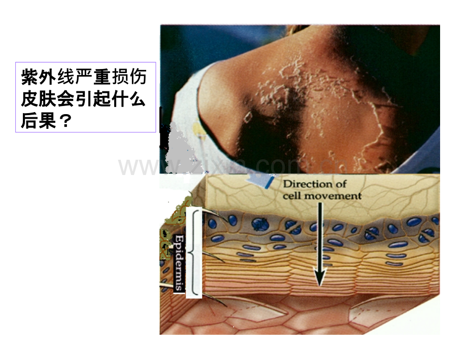 增殖凋亡异常与疾病ppt课件.ppt_第3页