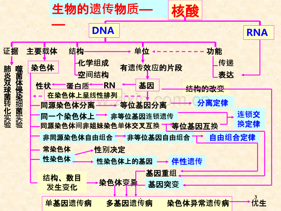 遗传和变异.ppt_第3页