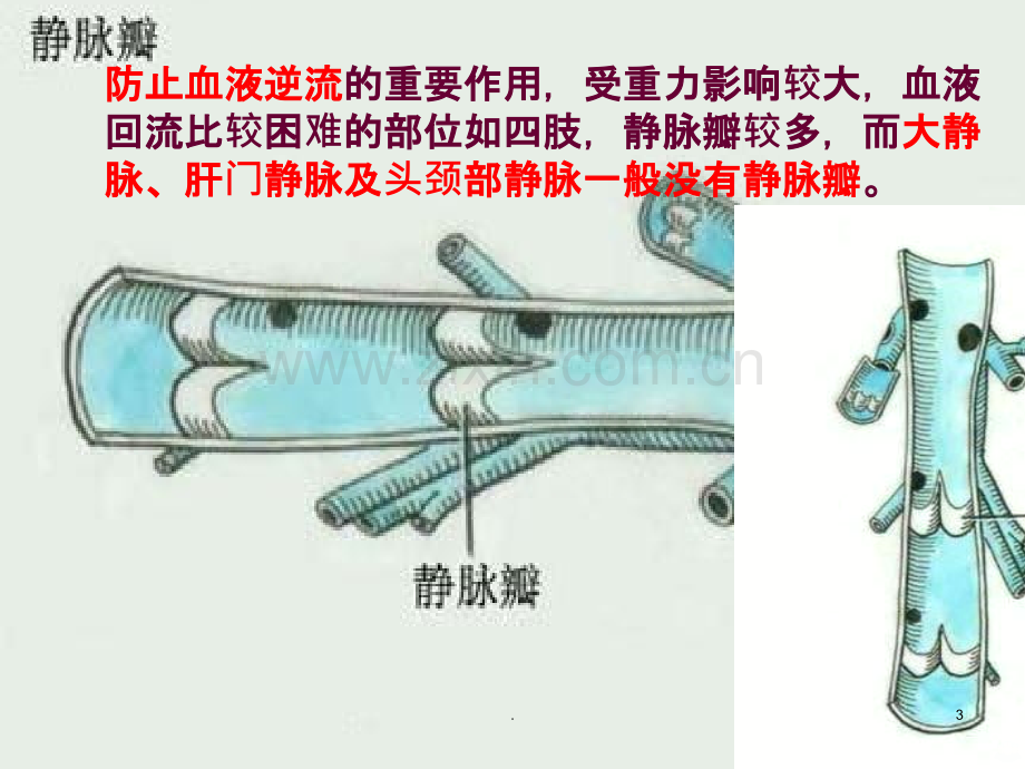 心血管系统静脉ppt课件.ppt_第3页