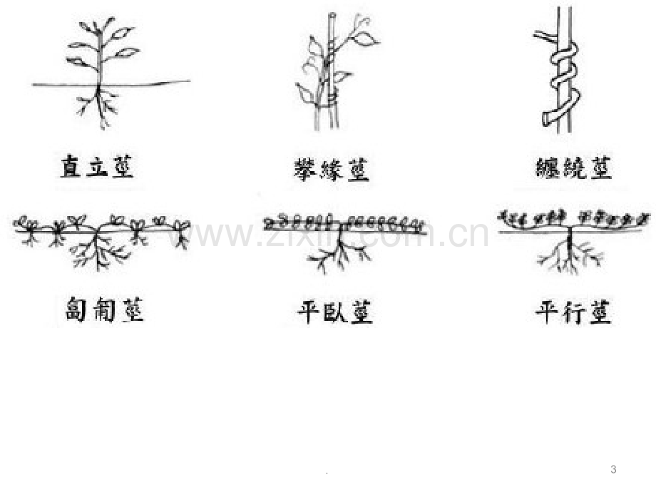 茎的生长类型和分枝类型.ppt_第3页