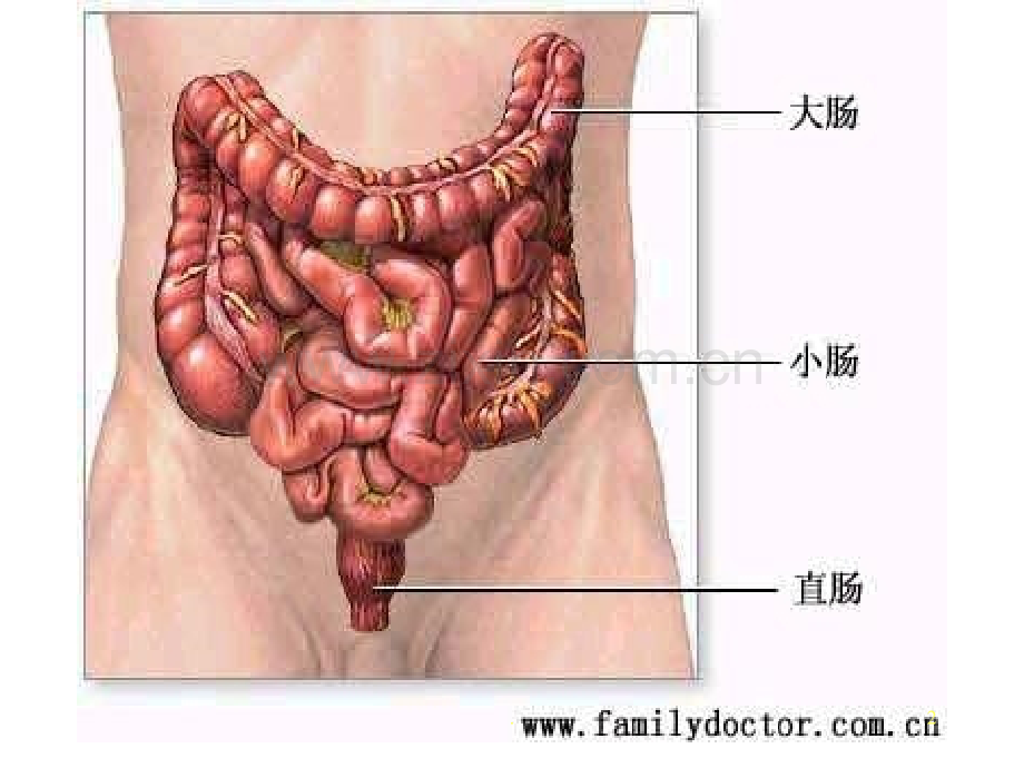 肛管直肠疾病-文档资料.ppt_第2页