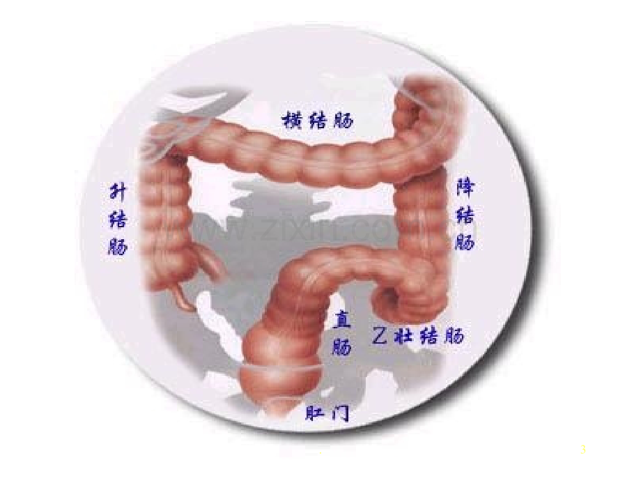 肛管直肠疾病-文档资料.ppt_第3页