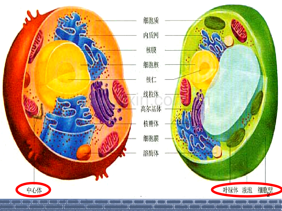 细胞器——系统内的分工合作.ppt_第2页