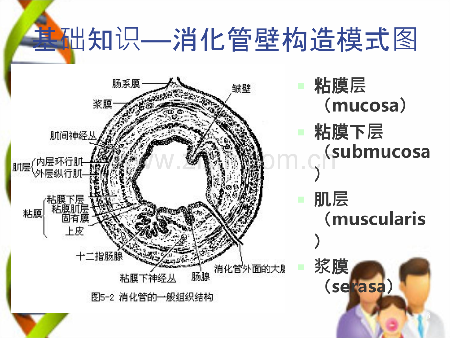 ESD和ESE术护理.ppt_第3页