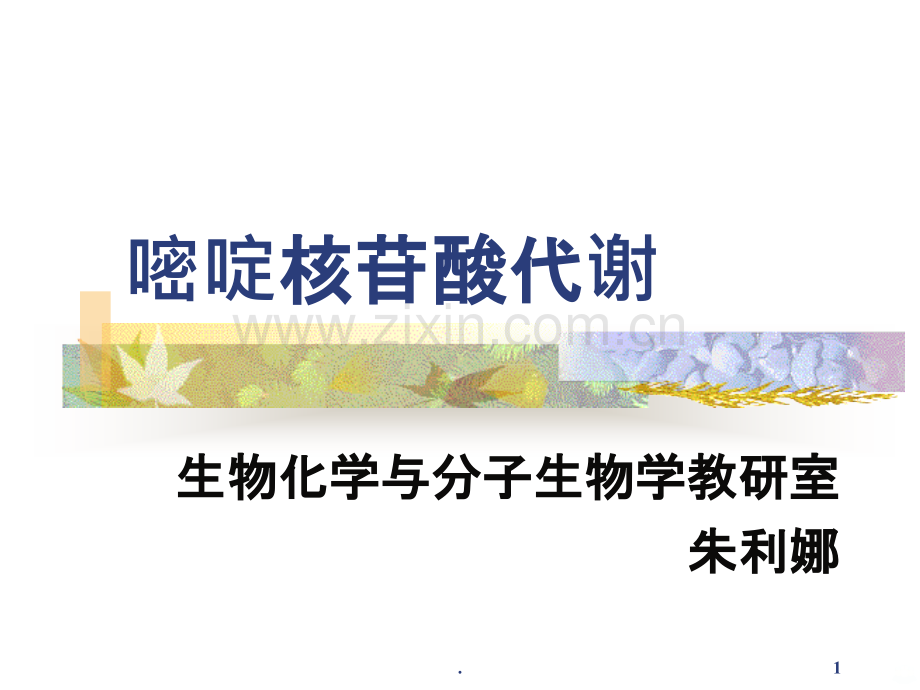 嘧啶核苷酸代谢.ppt_第1页